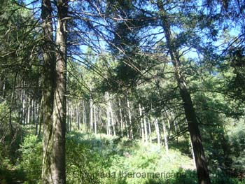 Bosque_de_Pinos_Estado_de_Mexico_Roberto_Enrique_Sierralta