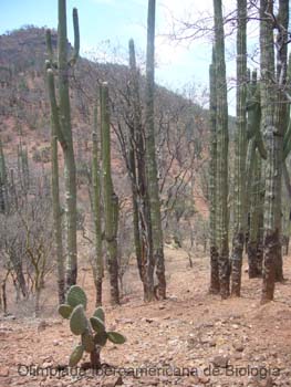 Bosque_espinoso_en_Teotitlan_del_Camino_Roberto_Enrique_Sierralta