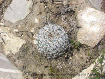 Cactacea_arrosetada_Roberto_Enrique_Sierralta