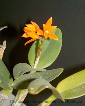 Cattleya_aurantiaca