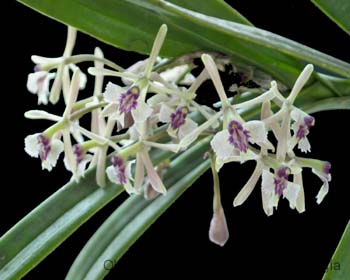 Epidendrum_anisatum