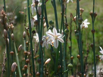 Flor_de_liliacea_Roberto_Enrique_Sierralta