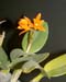 Cattleya_aurantiaca