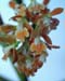 Epidendrum_tuxtlense